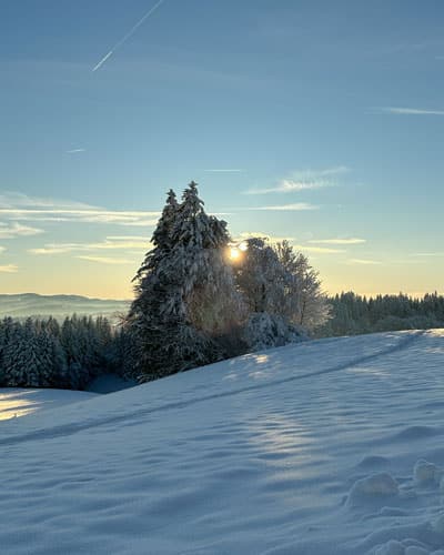 sapin-hiver-vacances-hebergement-vacances-mer-montagnes-A1