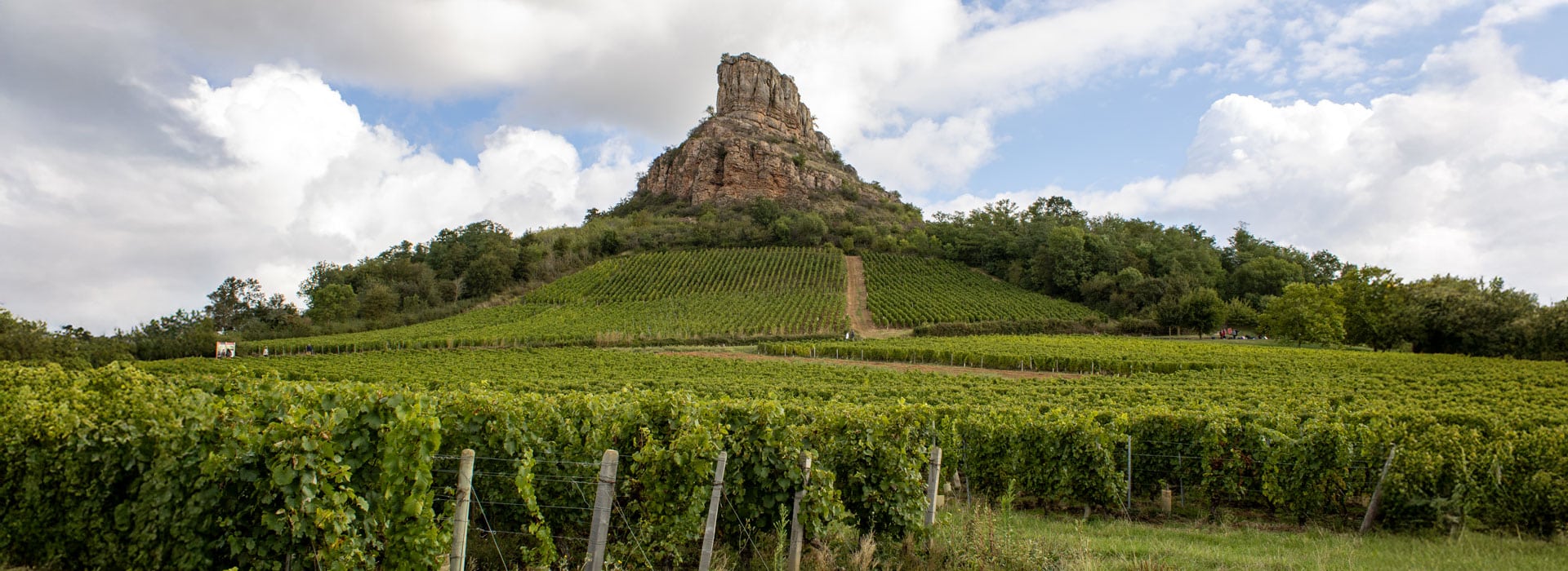 vignes en saone et loire